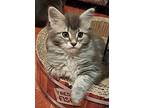 Fleece, Domestic Longhair For Adoption In Sidney, British Columbia