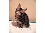 Chenille, Domestic Longhair For Adoption In Sidney, British Columbia