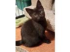 Monarch, Domestic Shorthair For Adoption In Sidney, British Columbia