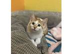 Esther, Domestic Shorthair For Adoption In Fresno, California