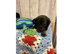 Honda, Labrador Retriever For Adoption In Opelousas, Louisiana
