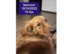 Spencer, Golden Retriever For Adoption In West Hollywood, California