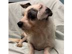 Buster, Dachshund For Adoption In Weston, Florida