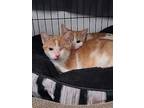 Pineapple And Lola, Domestic Shorthair For Adoption In West Lafayette, Indiana