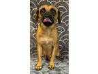 Sandy, Dachshund For Adoption In Leming, Texas