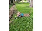 Amelia, American Staffordshire Terrier For Adoption In Arlington, Texas