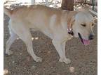 Diesel, Golden Retriever For Adoption In Cherry Valley, California