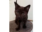 Mindy, Domestic Shorthair For Adoption In Sioux Falls, South Dakota