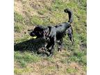 Hasselhoff, Retriever (unknown Type) For Adoption In Newport, Oregon