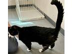Buddy, Domestic Shorthair For Adoption In Myrtle Beach, South Carolina