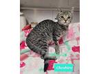Cheshire, Domestic Shorthair For Adoption In Richmond, Indiana