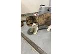 Abby, Persian For Adoption In Glen Gardner, New Jersey