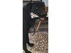 Biffel, Labrador Retriever For Adoption In Loganville, Georgia