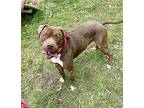 Bruno, American Staffordshire Terrier For Adoption In Yonkers, New York