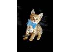 Canary, Domestic Shorthair For Adoption In Miami, Oklahoma