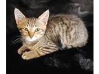 Cardinal, Domestic Shorthair For Adoption In Miami, Oklahoma
