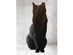 Romeo, Domestic Shorthair For Adoption In Spotsylvania, Virginia