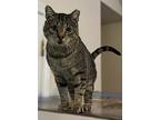 Thomas, Domestic Shorthair For Adoption In Spotsylvania, Virginia