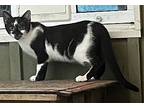 Gilbert, Domestic Shorthair For Adoption In Spotsylvania, Virginia