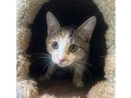 Tulip, Domestic Shorthair For Adoption In Spotsylvania, Virginia
