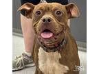 Artemis, Terrier (unknown Type, Medium) For Adoption In Washington