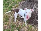 Stormtrooper, American Staffordshire Terrier For Adoption In San Antonio, Texas