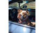 Anna, American Staffordshire Terrier For Adoption In Germantown, Ohio