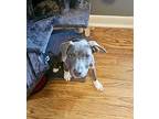 Bonnaroo, American Pit Bull Terrier For Adoption In Germantown, Ohio