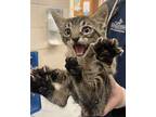 Flan, Domestic Shorthair For Adoption In Georgetown, Texas
