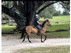 Dun Paso Fino Gelding