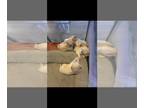 English Cream Golden Retriever-Goldendoodle Mix PUPPY FOR SALE ADN-833919 -