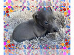 Italian Greyhound PUPPY FOR SALE ADN-833811 - AKC Champion Bloodlines All Blues