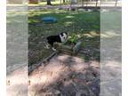 Miniature Australian Shepherd PUPPY FOR SALE ADN-833644 - Wren