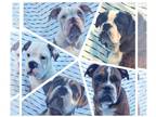 Olde English Bulldogge PUPPY FOR SALE ADN-833938 - 5 Olde English Bulldogge
