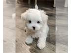 Maltipoo PUPPY FOR SALE ADN-833744 - Adorable Maltipoo Male