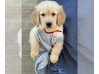 Golden Retriever PUPPY FOR SALE ADN-833661 - Golden retriever puppies
