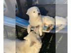 Samoyed PUPPY FOR SALE ADN-833923 - Sunflower Sammies
