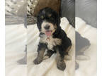 Bernedoodle PUPPY FOR SALE ADN-833795 - Standard Bernedoodle View Videos