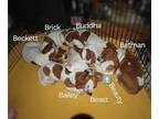 Basset Hound PUPPY FOR SALE ADN-833710 - ACA Registered Basset Hound Puppies
