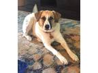 Adopt Mia a White - with Tan, Yellow or Fawn Anatolian Shepherd dog in