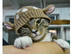Adopt Uno a Orange or Red Tabby Domestic Shorthair (short coat) cat in
