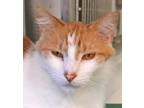 Adopt Rufus a Orange or Red Domestic Mediumhair (medium coat) cat in Huntington