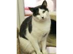 Adopt Scottsdale a Gray, Blue or Silver Tabby Domestic Shorthair (short coat)