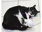 Adopt Tracy a Black & White or Tuxedo Domestic Shorthair (short coat) cat in