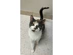 Bubble Tea, Domestic Shorthair For Adoption In Raleigh, North Carolina
