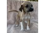 Patti, Terrier (unknown Type, Small) For Adoption In Carson, California