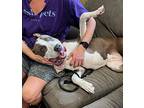 Nyla, American Staffordshire Terrier For Adoption In New York, New York