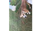 Kaysie, American Staffordshire Terrier For Adoption In Tulare, California
