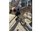 Adonis, American Staffordshire Terrier For Adoption In Tulare, California
