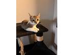 Sadie24, Domestic Shorthair For Adoption In Youngsville, North Carolina